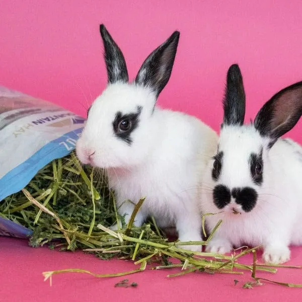 Blue Mountain Hay High-Altitude Alfalfa Hay