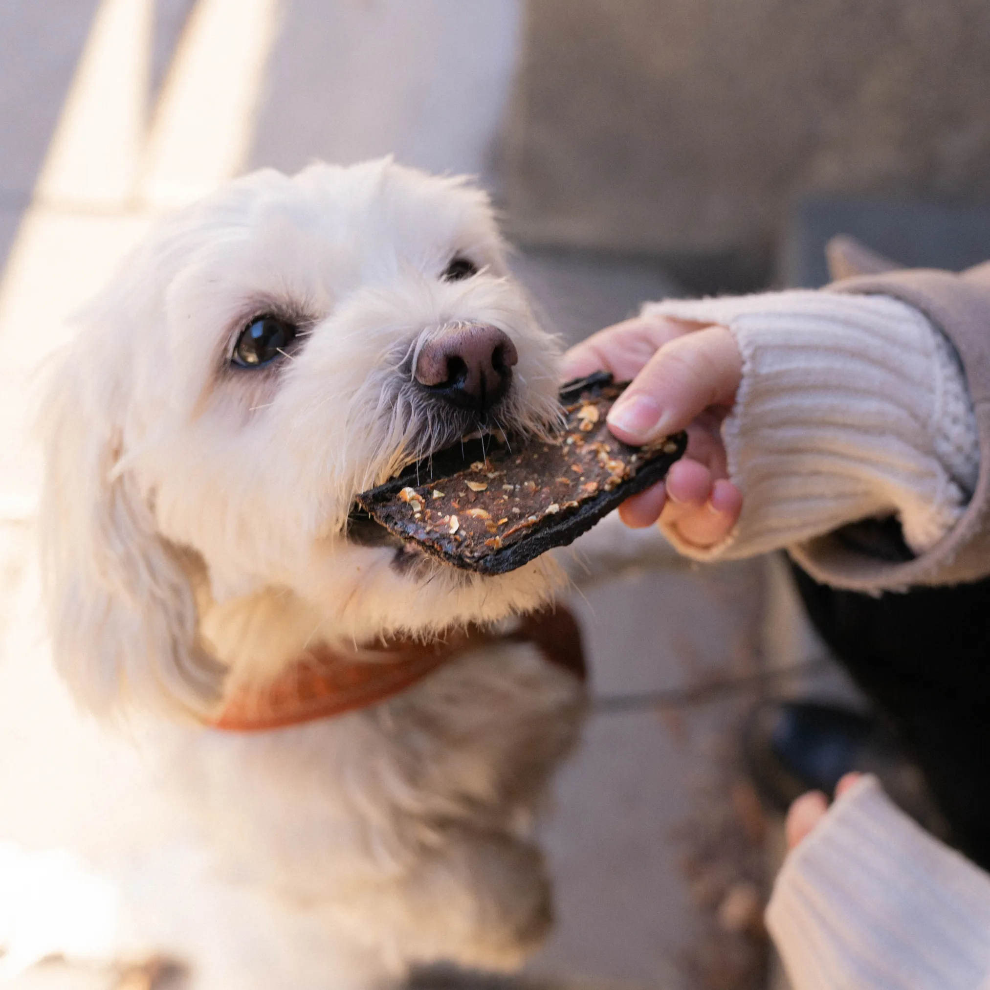 Buddy Pet Foods - Venison Dental Chew