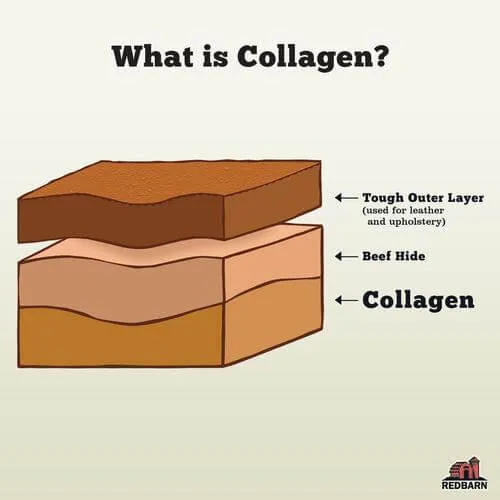 Collagen Spring