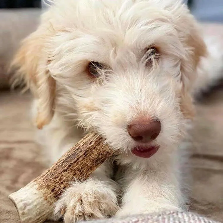 Elk Antler Dog Chew - Large Split