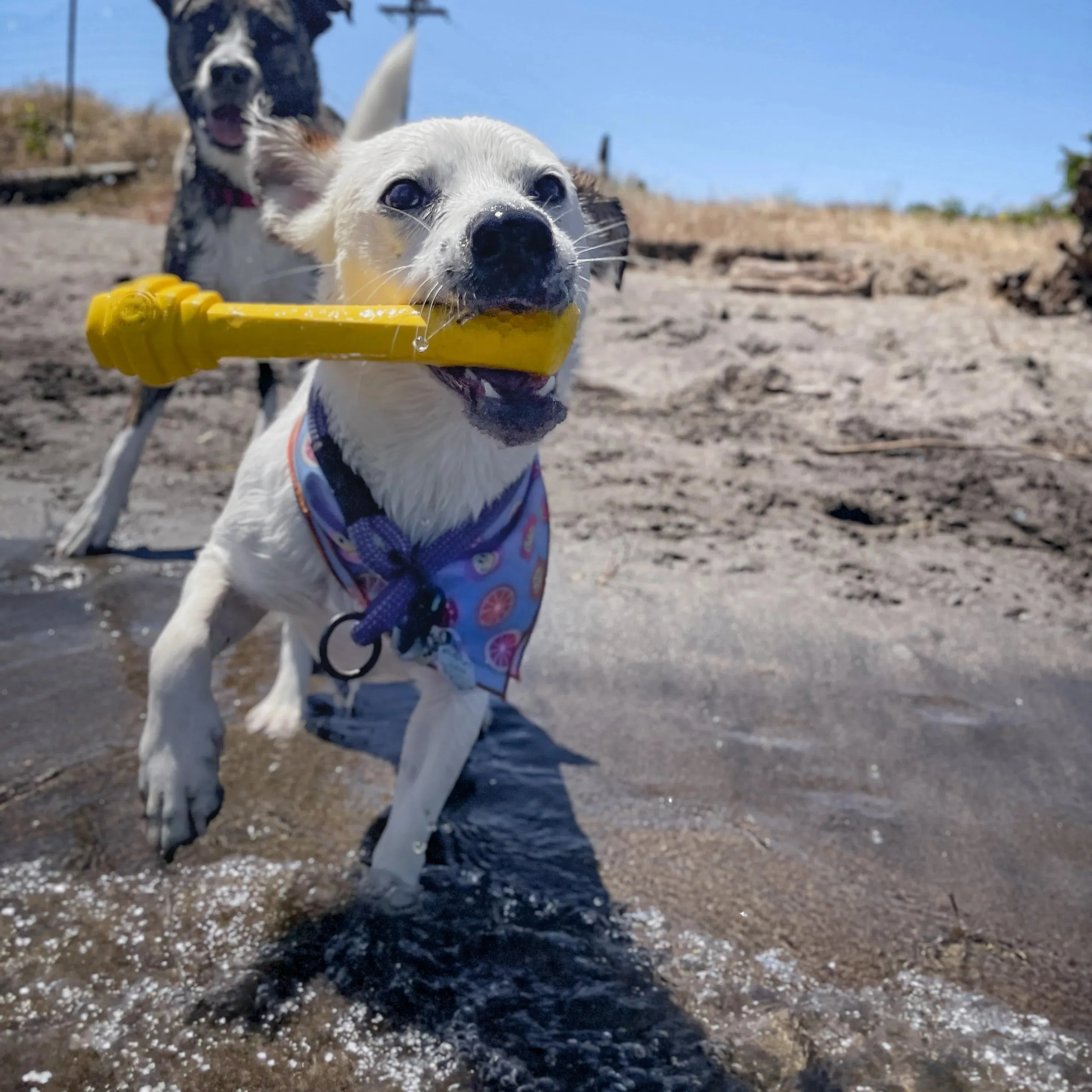 Hive Fetch Stick